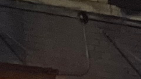 Crimen en NYC sigue bajando, según el NYPD