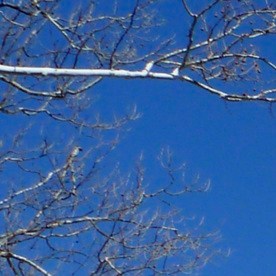 El Departamento de Estado emitió una nueva regla contra inmigrantes legales.