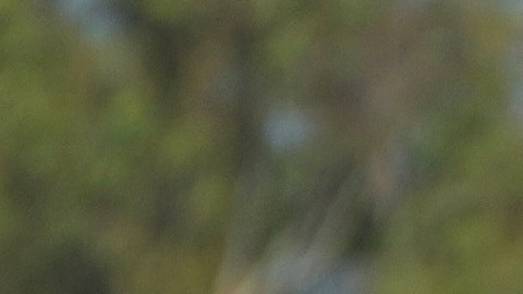 La CBP y el ICE han liderado estas deportaciones.