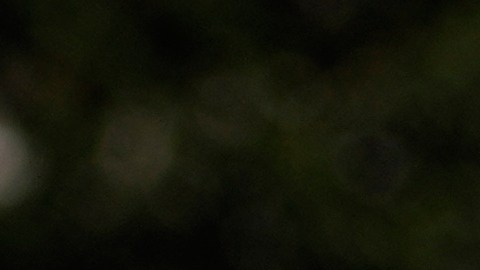 Protesta en Venezuela a favor de Nicolás Maduro