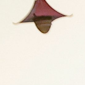 Un vehículo blindado que transportaba a Nicolás Maduro y Cilia Flores llega al Tribunal Federal de Manhattan.