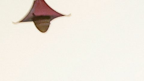 Un vehículo blindado que transportaba a Nicolás Maduro y Cilia Flores llega al Tribunal Federal de Manhattan.