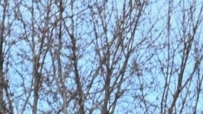 DHS dijo que la víctina supuestamente "intentó atropellar" a los oficiales.