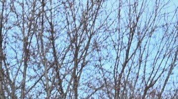 DHS dijo que la víctina supuestamente "intentó atropellar" a los oficiales.