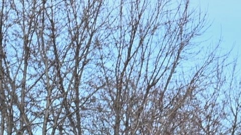 DHS dijo que la víctina supuestamente "intentó atropellar" a los oficiales.