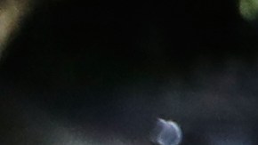 Venezolanos esperan por el bus