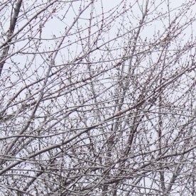 Minneapolis se ha convertido en el epicentro de las manifestaciones.