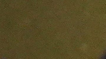 Stephen Miller, asesor de Trump, se refirió a Pretti como "un asesino", tras ser baleado por oficiales de ICE.