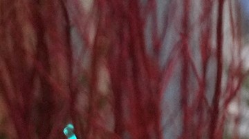 Los operativos de ICE han desatado protestas en varias partes de EE.UU.