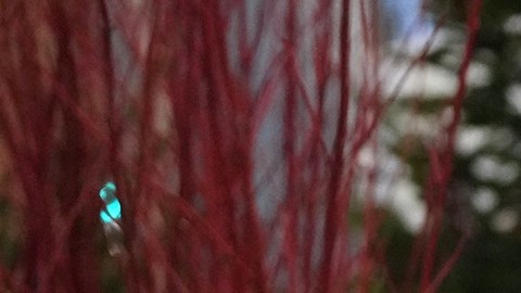 Los operativos de ICE han desatado protestas en varias partes de EE.UU.