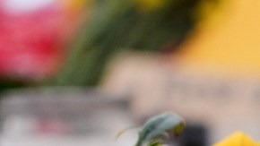 DHS informa al Congreso que dos oficiales federales dispararon en el enfrentamiento que mató a Alex Pretti en Minneapolis