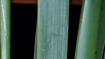 Alfredo Adame y Magaly Chávez.