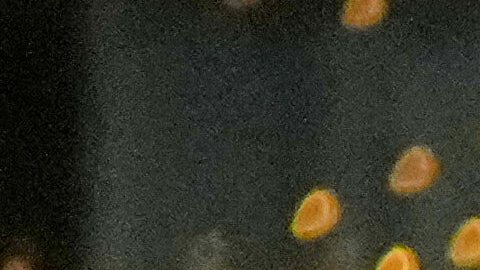 Tragedia en Bar Le Constellation, en Suiza.