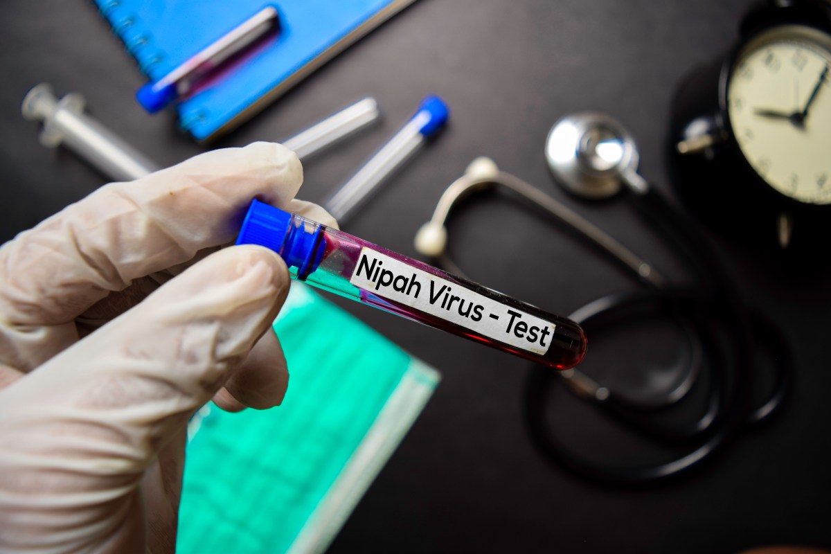 Brote de virus Nipah en India: ¿cuáles son los riesgos y la respuesta de la OMS?
