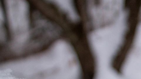 Un plato de crema de nieve, hecha mezclando leche condensada azucarada con nieve fresca, se ve el martes 27 de enero de 2026 en Bow, NH (Foto AP/Holly Ramer)