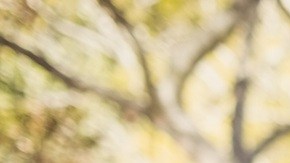 El 'War Dividend' es un reconocimiento del gobierno por el servicio militar y para conmemorar los 250 años de la fundación del país.