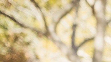 El 'War Dividend' es un reconocimiento del gobierno por el servicio militar y para conmemorar los 250 años de la fundación del país.