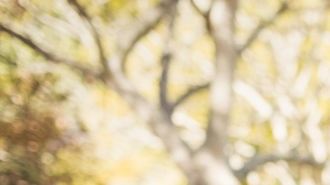 El 'War Dividend' es un reconocimiento del gobierno por el servicio militar y para conmemorar los 250 años de la fundación del país.