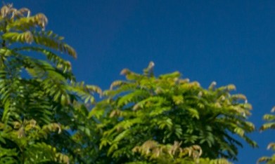 Fatburger es una de las marcas más importantes de la cadena Fat Brands, que se acogió al Capítulo 11.