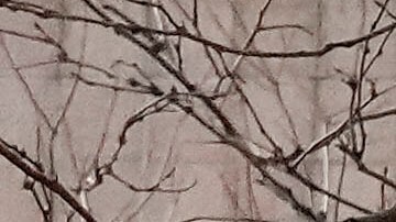 Huelga de enfermeras NYC