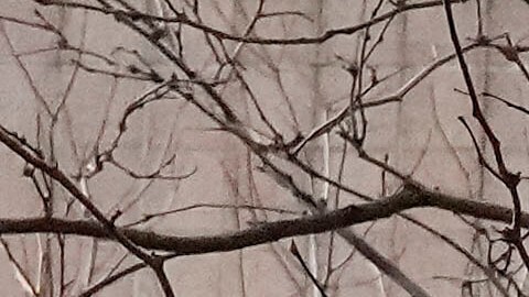 Huelga de enfermeras NYC