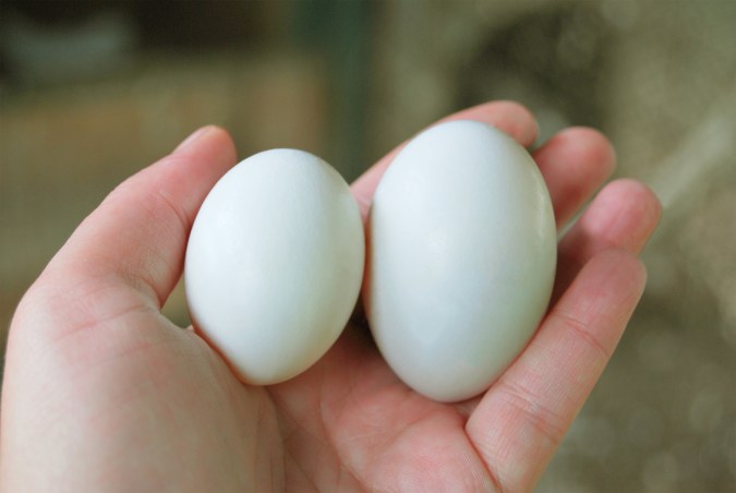 Económico, de fácil digestión y esencial en la dieta funcional. El color de la yema nos habla de la dieta de la gallina, pero su poder para alimentarte es siempre extraordinario.