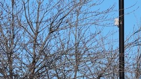 ICE dice que mexicano se destrozó el cráneo al golpearse intencionalmente durante arresto en Minnesota