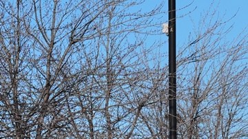 ICE dice que mexicano se destrozó el cráneo al golpearse intencionalmente durante arresto en Minnesota