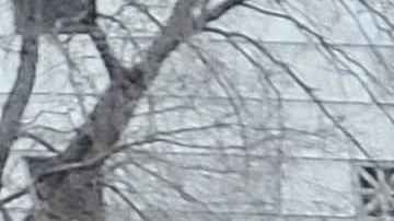 Centenares de venezolanos se reunieron este sábado en el Bajo Manhattan en las cercanías del edificio federal en donde juzgarán a Nicolás Maduro.