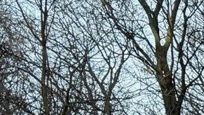 Bajo temperaturas congelantes manifestantes exigen al senador demócrata que corte dinero a ICE.