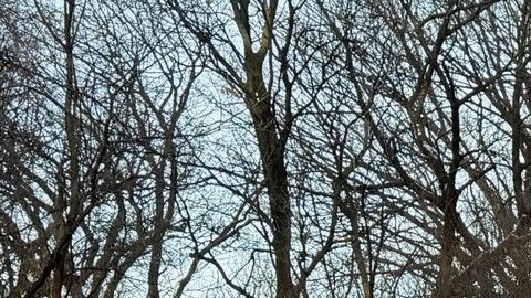 Bajo temperaturas congelantes manifestantes exigen al senador demócrata que corte dinero a ICE.