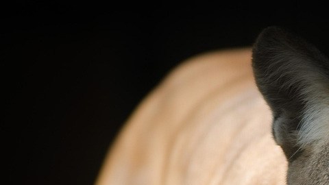 Mujer muere tras presunto ataque de Puma.