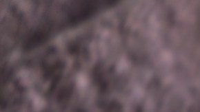 No consumas estos tamales si los tienes en casa. Aunque parezcan estar en buen estado, podrían contener la bacteria Listeria, que es invisible al ojo humano.