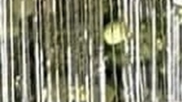 Vicente Fernández Jr. y su esposa Mariana González.