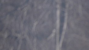 ¿Qué se sabe del agente que mató a un hombre durante una redada en Minneapolis?