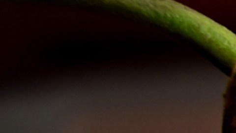 La clave de la longevidad está en un 50% de verduras para inundar tu cuerpo de antioxidantes naturales y el consumo de pescado de 3 a 4 veces por semana para proteger tu corazón y cerebro.