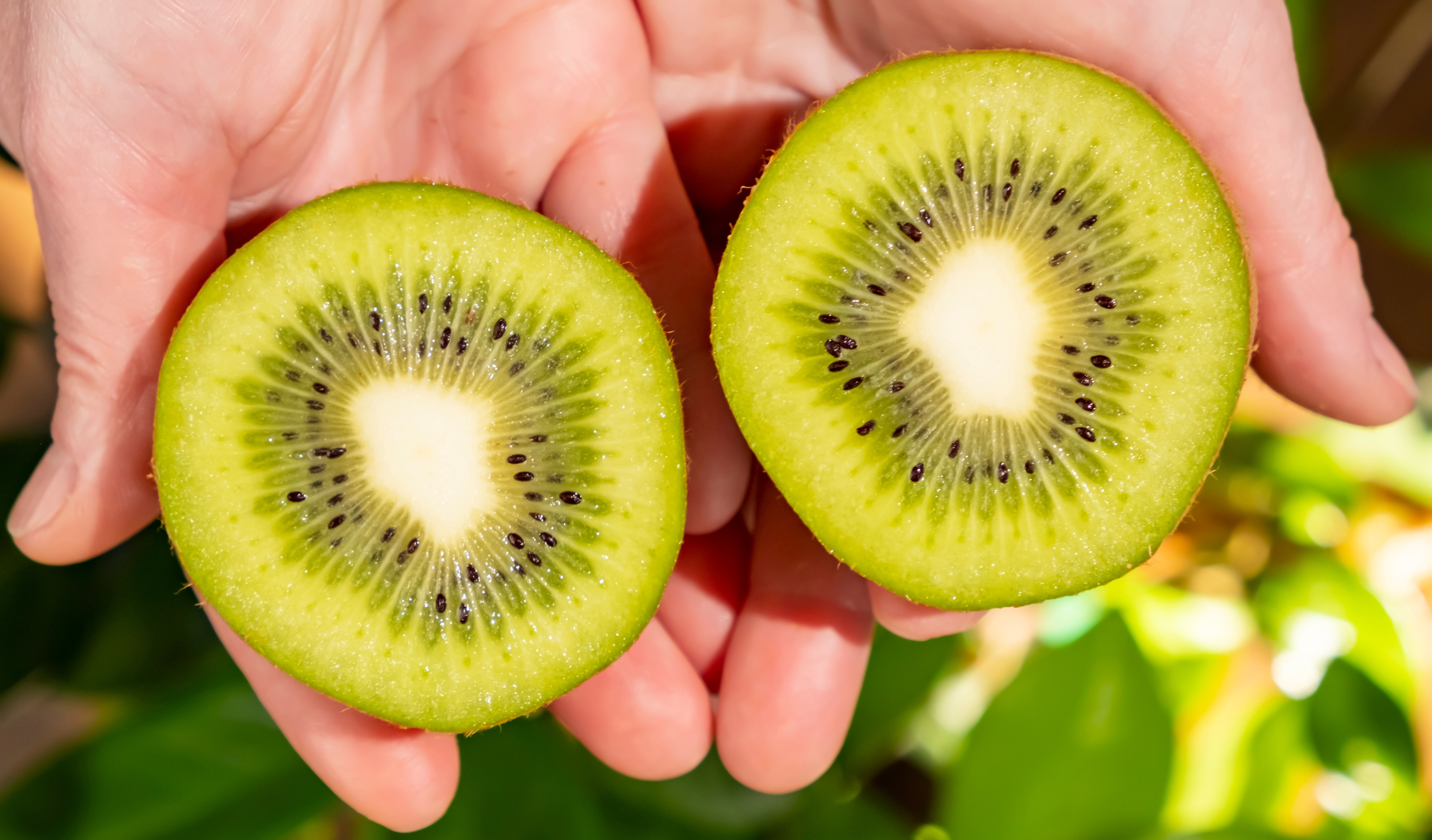 Cuando cortas el kiwi en finas rodajas, te será más agradable consumirlo con la piel, que también aporta beneficios.