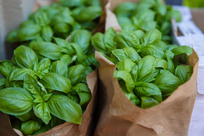 El papel húmedo puede ayudar a mantener las hierbas hidratadas sin asfixiarlas.