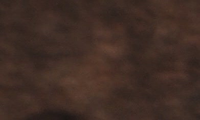 Hongos funcionales como el Shiitake, el Reishi y la Melena de León tienen beneficios terapéuticos respaldados por la ciencia.