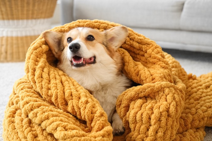 mantener abrigadas a las mascotas