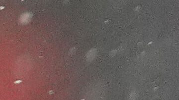 El cornerback de los New England Patriots, Christian Gonzalez, celebra tras una intercepción contra los Denver Broncos durante la segunda mitad del partido del Campeonato de la AFC de la NFL, el domingo 25 de enero de 2026, en Denver.