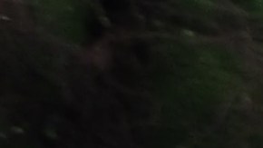 En una de las zonas del PokéPark Kanto podrás observar más de 600 pokémones que simulan estar en su hábitat natural.