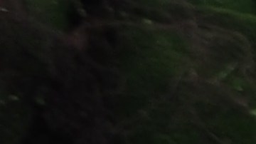 En una de las zonas del PokéPark Kanto podrás observar más de 600 pokémones que simulan estar en su hábitat natural.