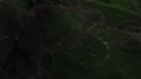 En una de las zonas del PokéPark Kanto podrás observar más de 600 pokémones que simulan estar en su hábitat natural.