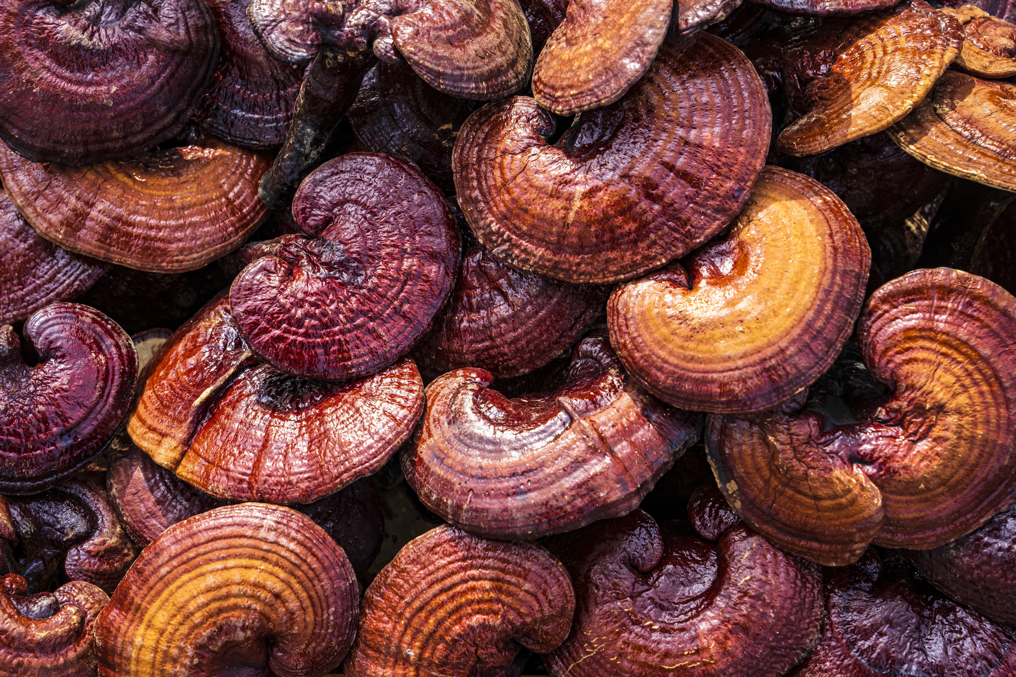 El Reishi es un potente inmunomodulador. Sus betaglucanos ayudan a regular el sistema inmune y gestionar el estrés.