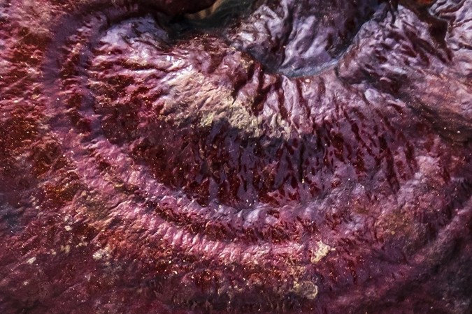 El Reishi es un potente inmunomodulador. Sus betaglucanos ayudan a regular el sistema inmune y gestionar el estrés.