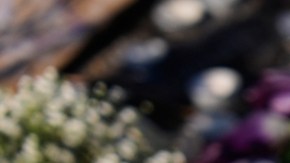 Walz planteó sus exigencias a Tom Homan, incluidas investigaciones parciales sobre tiroteos