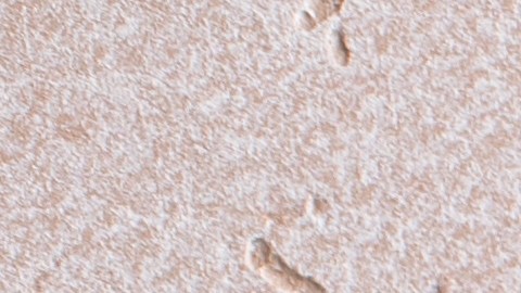 Cocinar bacon al horno evita la carbonización y mantiene el aroma ahumado intacto para un resultado profesional.