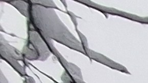 Centenares de migrantes hispanos se sumaron a las labores de limpieza en la Gran Manzana.