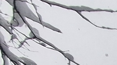 Centenares de migrantes hispanos se sumaron a las labores de limpieza en la Gran Manzana.